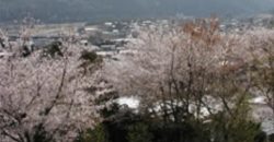 護国之寺からの桜